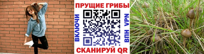 наркотики Тосно Галлюциногенные грибы Psilocybine cubensis